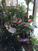 宮崎県宮崎市の花屋　花地蔵